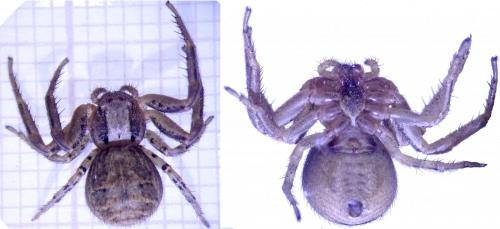 Xysticus sp.